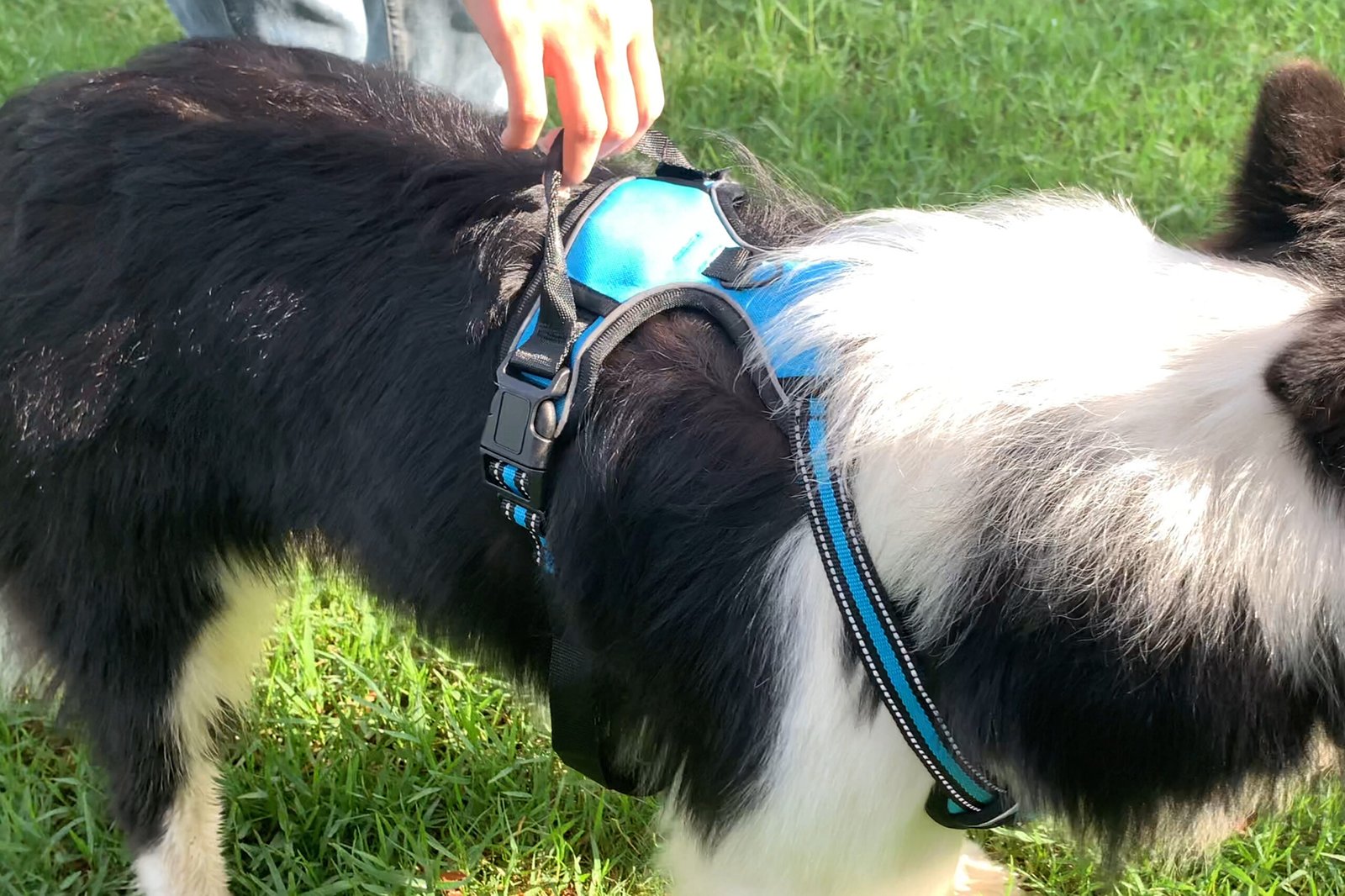 Big Dog Harness